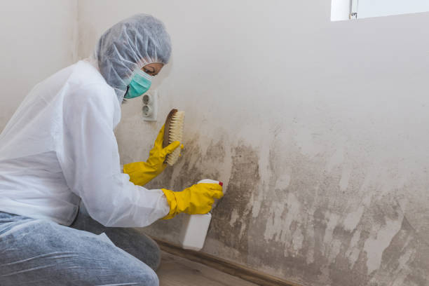 Mold Odor Removal Services in Old Jefferson, LA